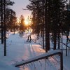 finsko2017-lemmenjoki-brezen-156-vertical